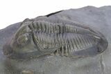 Rare Proetid (Cyberella) Trilobite With Gerastos #359170-2